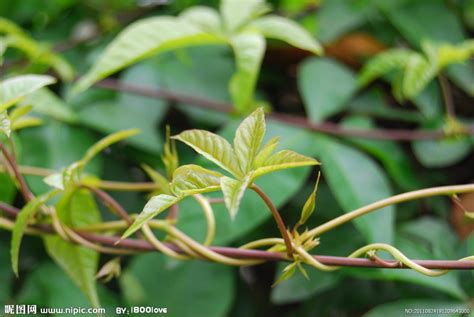 藤蔓類植物